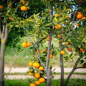 la-burnieria-aranceto-per-marmellate